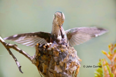 Broad-billed-Hummingbird;Cynanthus-latirostris;Female;Nest;chicks;feeding;home-n